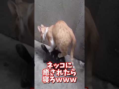 ネッコの動画で癒されたら寝ろｗｗｗ　2ch  動物  猫 癒やし ねこ動画 サムネイル