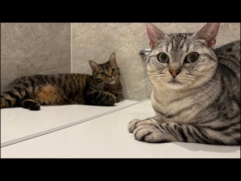 【生配信】まったりちょび&ちゃちゃの夜🐾 サムネイル