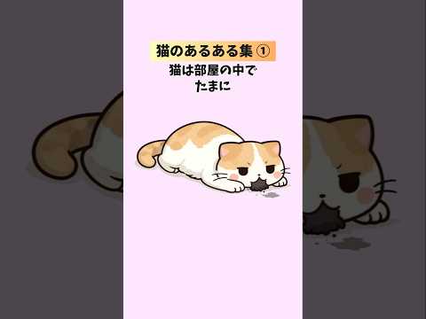 【猫好きしか知らない】猫と飼い主のあるあると雑学集①🐈 猫 猫雑学 豆知識 トリビア 猫 猫雑学 豆知識 トリビア 音… サムネイル