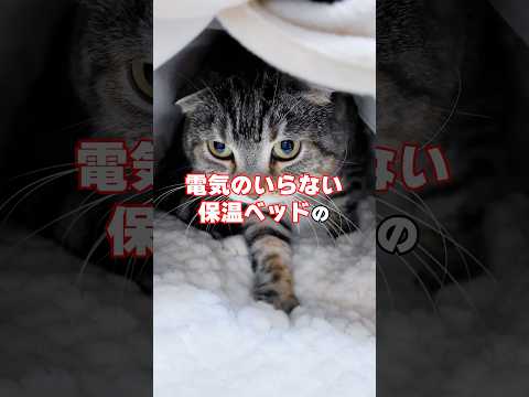 カインズの電気のいらない保温ベッド2025でニャンズにドッキリした結果🤣🤣🤣 猫 サムネイル