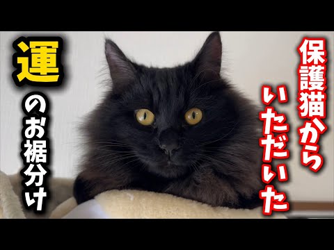 今日の動画を見た人だけに運のお裾分けがあります サムネイル