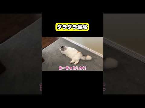 ダラダラ最高　猫 おもしろ アテレコ ニャンチューバーつくし サムネイル