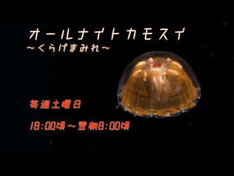 オールナイトカモスイ　～くらげまみれ～ 238　シンブルジェリー サムネイル