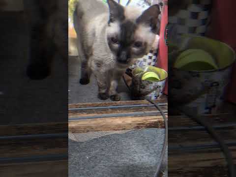 ベンガル猫シャム猫shorts funny catミャク子ガッツくん 猫のいる暮らし サムネイル
