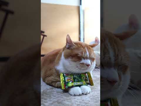ブラックサンダー 抹茶の真髄　260308　のせ猫　 cat　 cute　 ネコ　 ねこ　 猫のいる暮らし　 猫… サムネイル