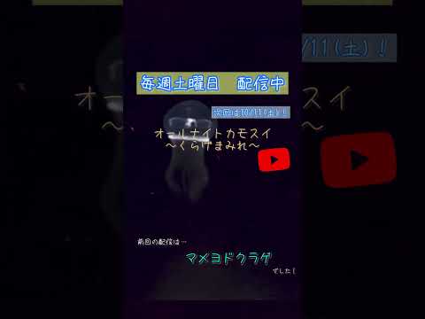 第221回 オールナイトカモスイ〜くらげまみれ〜 マメヨドクラゲ shorts サムネイル