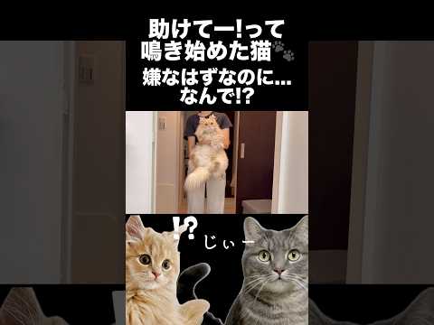 シャンプー中に助けを求める猫。嫌なはずなのに...shorts 猫 猫のいる暮らし サムネイル