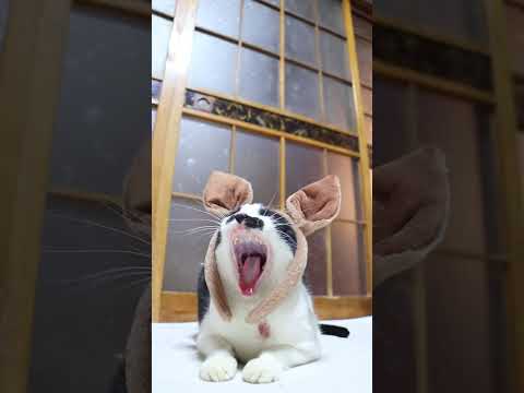 午年　馬耳　のせ猫　260101　ねこ　のせ猫　干支　午　耳　午耳　 cat cute kitten　 猫のいる暮らし… サムネイル