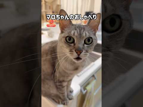 マロちゃんのおしゃべりが可愛すぎる！ shorts サムネイル