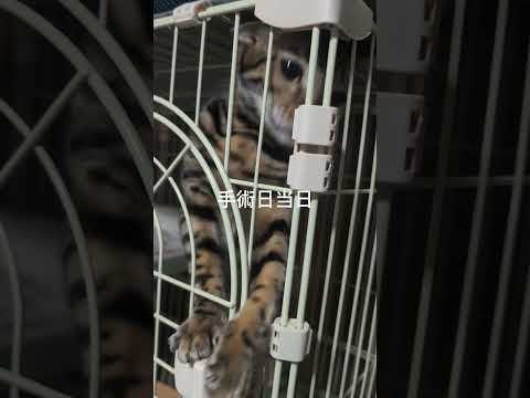 2月9日ミャク子さん避妊手術shorts funny 猫 サムネイル