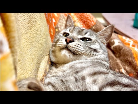 99%が5分で眠くなる😴 ｜猫×水の音｜Deep Relax｜Cat Purring & Wooden Balls サムネイル