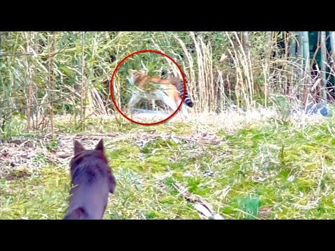 ワンコが謎の生物に突撃した結果。。 サムネイル