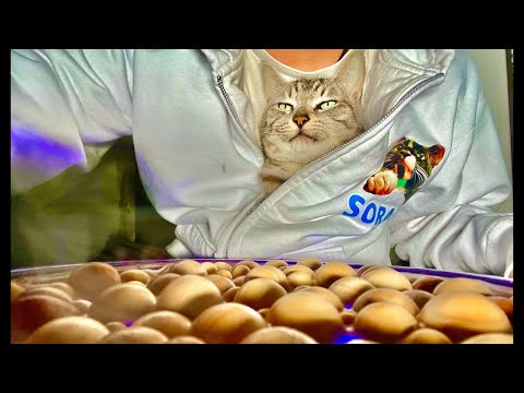 99%が5分で眠くなる｜猫×水の音ASMR Deep Relax ASMR｜Cat Purring & Wooden… サムネイル