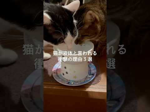 猫が液体と言われる衝撃の理由3選 猫 ねこ 猫好きさんと繋がりたい 猫のいる暮らし 保護猫 雑学 豆知識 トリビア V… サムネイル