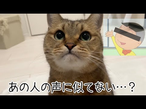 あの国民的アニメに出てくるキャラクターの声真似をする猫 サムネイル