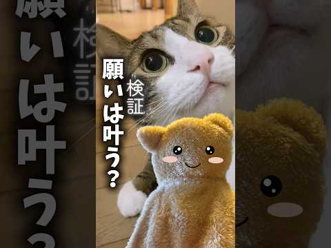 【検証】父ちゃんの願いは叶うの？cats shorts 球太 三太 サムネイル