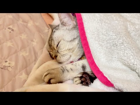毛布に潜り込んで熟睡するあいちゃん。 サムネイル