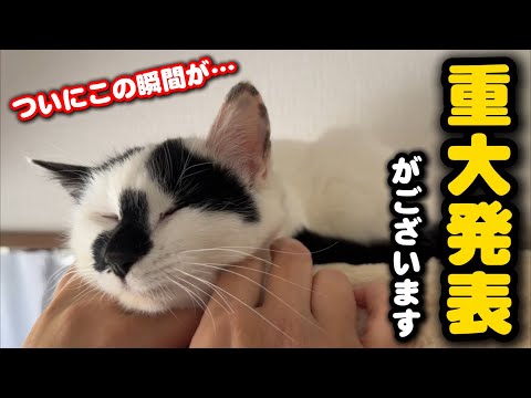 【重大発表】ビニールハウスから保護した猫兄弟について… サムネイル