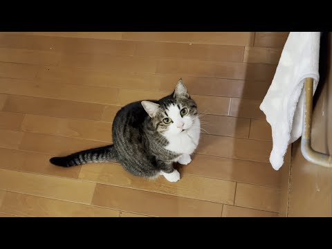 寒い朝でもお父さんが起きてくるのを待ってる猫 サムネイル