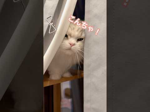 カーテンの隙間からにゃんこ！マンチカン短足 なんちゃん ミヌエット短足 ぬんちゃん サムネイル