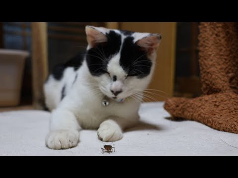 チビとカメムシ　　260205 サムネイル