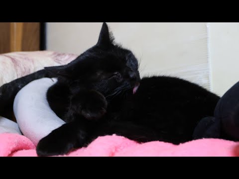 ごま毛づくろい　260123 サムネイル