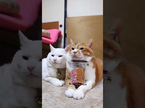 もっちりたい焼き あんこ　260106　のせ猫　ねこ　たい焼き　 cat cute 猫のいる暮らし　 ネコ　 ねこ… サムネイル