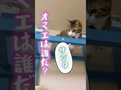 球太と三太のそれぞれ幸せの場所cats shorts 球太 サムネイル