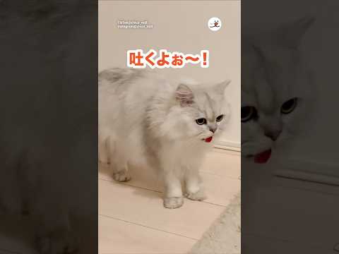 毛玉を吐くよと教えにくる猫さん｜PECO サムネイル