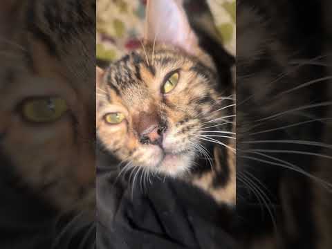 シャム猫ベンガル猫shorts funny catkitten ミャク子ガッツ サムネイル