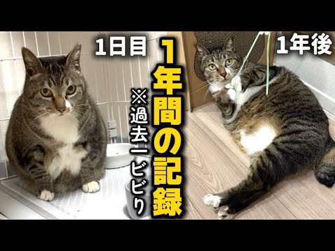 【野良猫から家猫へ】おデブすぎる猫を保護して1年が経ちました サムネイル