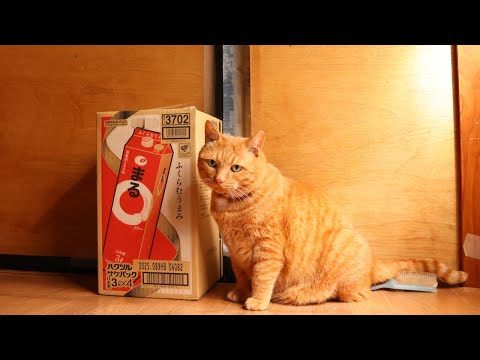 白鶴　サケパック　まるの箱と猫　box and cat　251228 サムネイル