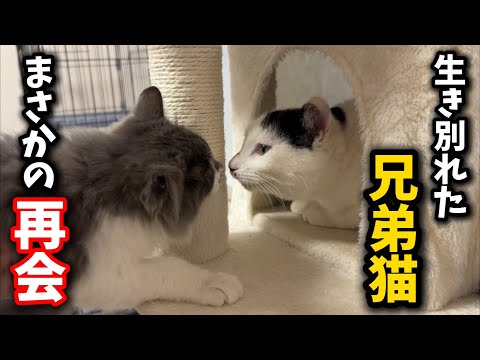 生き別れた兄弟猫が再会したら、まさかの結末が… サムネイル