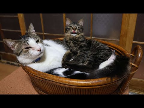 かごのさばじろうとチビクロ　260110 サムネイル