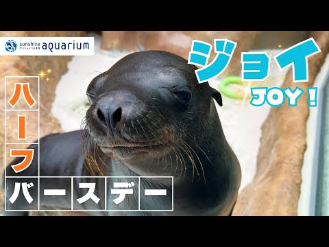 話題のカリフォルニアアシカ「ジョイ」が6ヵ月の神回を迎えた！ サムネイル
