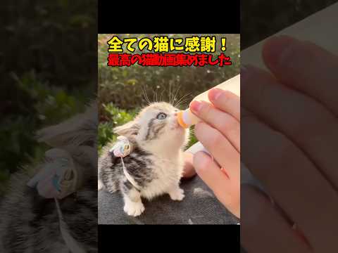 猫に感謝！ありがとう！ 猫 cat cats cute サムネイル