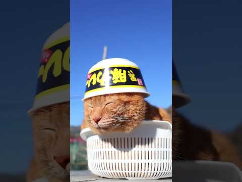 黒い豚カレーうどん　260310　のせ猫　 cat　 ねこ　 猫のいる暮らし　 cute　 ネコ　 猫　　 猫のいる生活 サムネイル