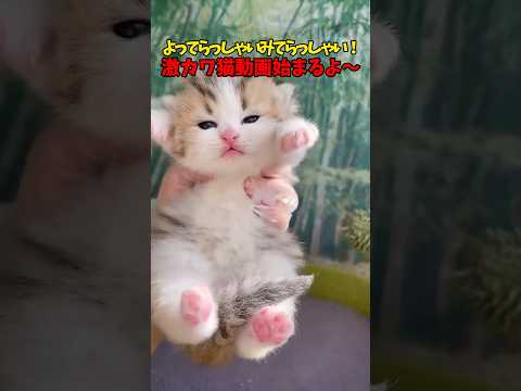 みんな集まれ〜♨️ 猫 cat cats cute サムネイル