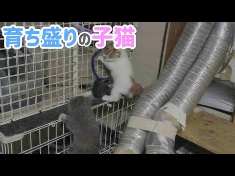 スコティッシュフォールドの子猫が可愛すぎる！癒しの仕草・鳴き声・日常の癒し系猫動画｜大阪の猫ブリーダー サムネイル