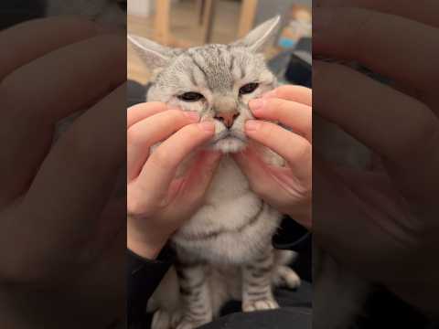 可愛すぎる愛猫のサファリパークwww cat 猫 サムネイル