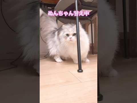 甘えたい猫と「知らん顔」の猫cat 猫 サムネイル