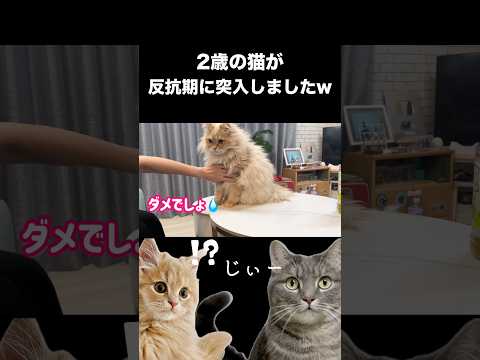 猫が反抗期に突入しました shorts 猫 猫好きさんと繋がりたい サムネイル