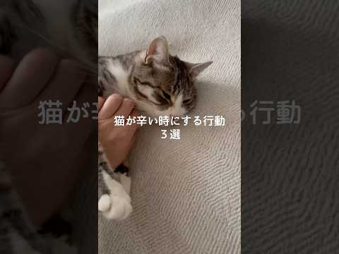 猫が辛い時にする行動3選 猫 ねこ 猫のいる暮らし 猫のいる生活 保護猫 雑学 豆知識 VOICEVOX:ずんだもん サムネイル