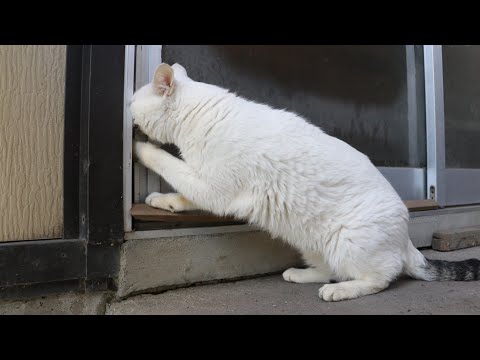 こたつの猫たち がライブ配信中！2026年3月10日 サムネイル
