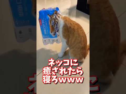 ネッコの動画で癒されたら寝ろｗｗｗ　2ch  動物  猫 癒やし ねこ動画 サムネイル