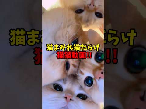 猫まみれだ〜😍 猫 cat cats cute サムネイル