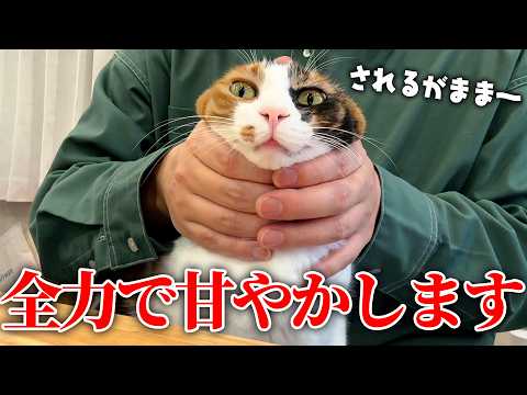 飼い主にされるがまま全てを許してくれる猫を全力で甘やかしてみた結果… サムネイル