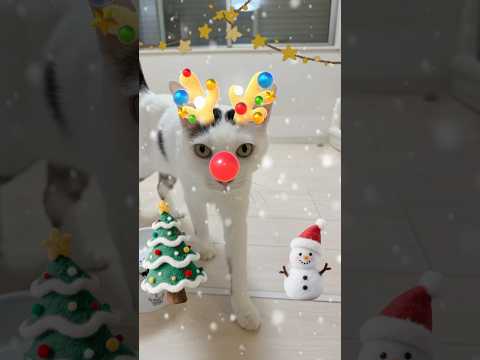 メリークリスマス🎄 shorts サムネイル