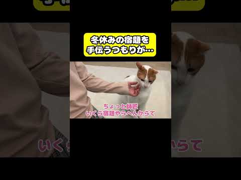 冬休みの宿題を手伝うつもりが… 猫 おもしろ アテレコ ニャンチューバーつくし サムネイル