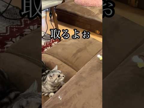 取るよ ねこ 猫じゃらし cat アメショ たろう サムネイル